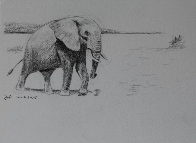 Afrikansk Elefant